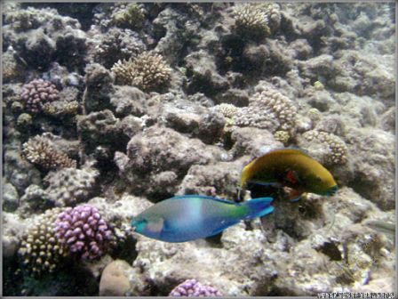 Papageienfisch