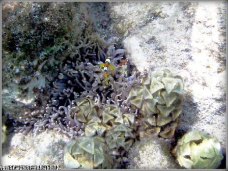 Anemonenfisch