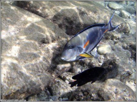 Arabischer Doktorfisch